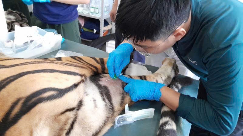 Quy trình khám sức khỏe cho 7 con hổ Đông Dương được tiến hành như thế nào?- Ảnh 2. Quy trình khám sức khỏe cho 7 con hổ Đông Dương được tiến hành như thế nào?- Ảnh 2.