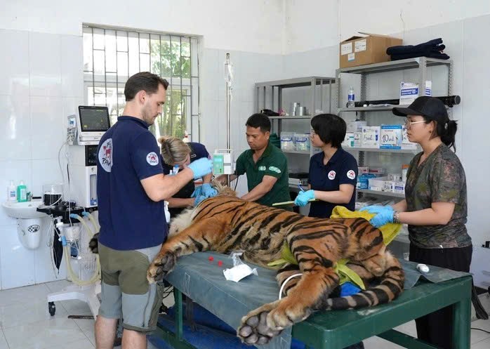 Quy trình khám sức khỏe cho 7 con hổ Đông Dương được tiến hành như thế nào?- Ảnh 5. Quy trình khám sức khỏe cho 7 con hổ Đông Dương được tiến hành như thế nào?- Ảnh 5.