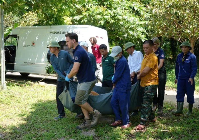 Quy trình khám sức khỏe cho 7 con hổ Đông Dương được tiến hành như thế nào?- Ảnh 6. Quy trình khám sức khỏe cho 7 con hổ Đông Dương được tiến hành như thế nào?- Ảnh 6.