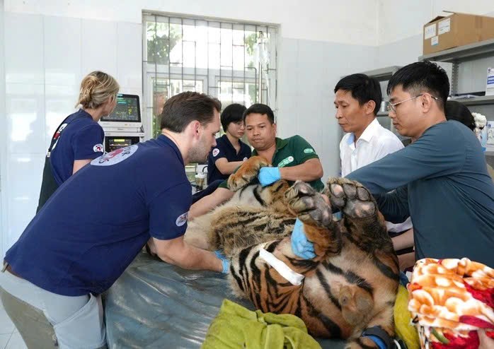 Quy trình khám sức khỏe cho 7 con hổ Đông Dương được tiến hành như thế nào?- Ảnh 1. Quy trình khám sức khỏe cho 7 con hổ Đông Dương được tiến hành như thế nào?- Ảnh 1.