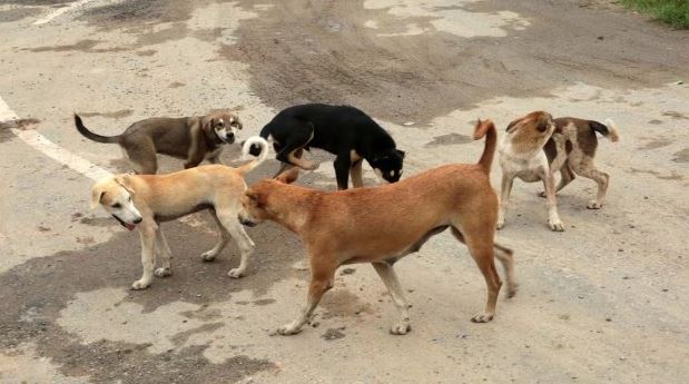 Bé trai 6 tuổi bị chó hoang tấn công tử vong, xót xa lời kể của hàng xóm- Ảnh 1. Bé trai 6 tuổi bị chó hoang tấn công tử vong, xót xa lời kể của hàng xóm- Ảnh 1.