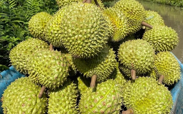 Sầu riêng Việt thêm “visa” sang Trung Quốc- Ảnh 1. Sầu riêng Việt thêm “visa” sang Trung Quốc- Ảnh 1.