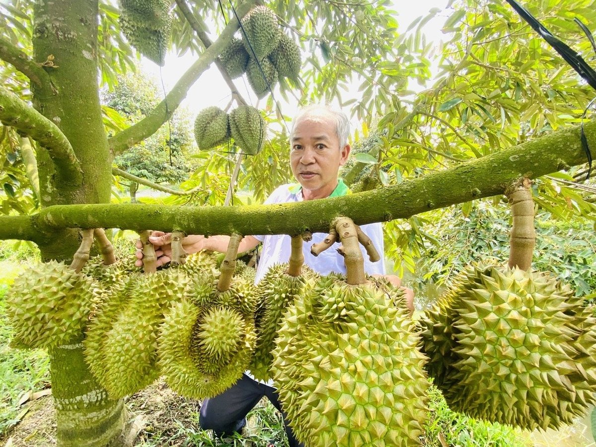 Thủ tướng yêu cầu thống nhất quy trình, “mở đường” cho sầu riêng Việt sang Trung Quốc- Ảnh 2. Thủ tướng yêu cầu thống nhất quy trình, “mở đường” cho sầu riêng Việt sang Trung Quốc- Ảnh 2.