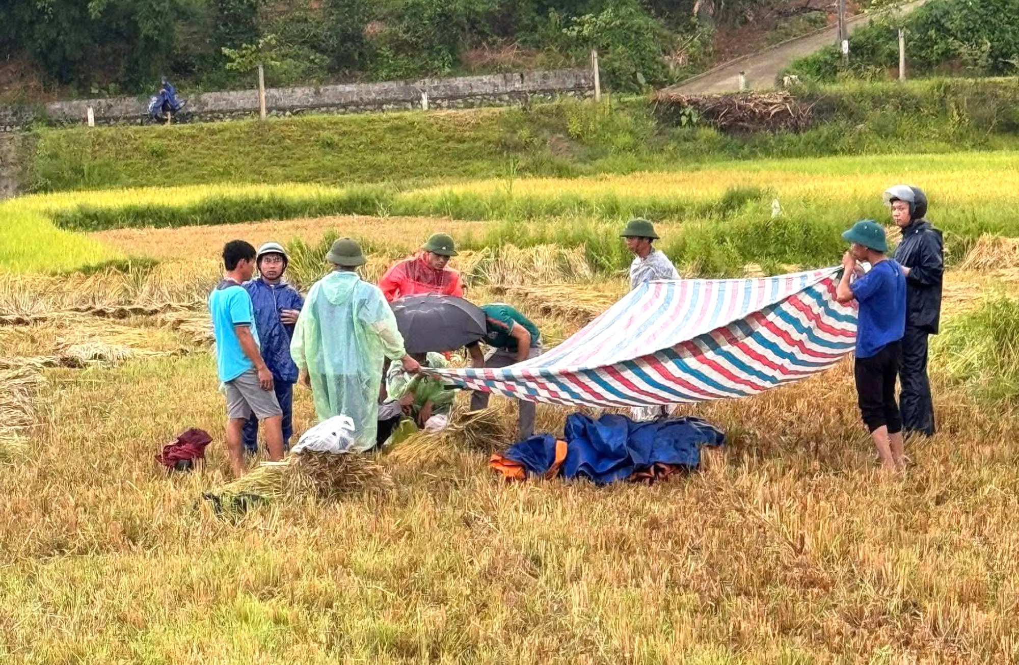 Vừa gặt lúa vừa xem điện thoại, nam thanh niên 32 tuổi bị sét đánh tử vong- Ảnh 1. Vừa gặt lúa vừa xem điện thoại, nam thanh niên 32 tuổi bị sét đánh tử vong- Ảnh 1.