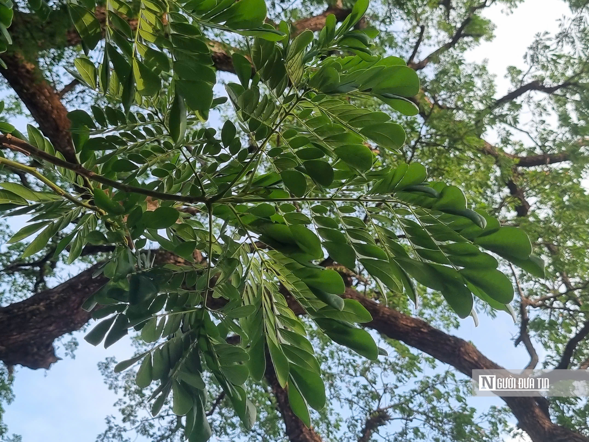 Độc đáo 2 cổ thụ lim hàng trăm tuổi biết "ngủ - thức"- Ảnh 4. Độc đáo 2 cổ thụ lim hàng trăm tuổi biết "ngủ - thức"- Ảnh 4.