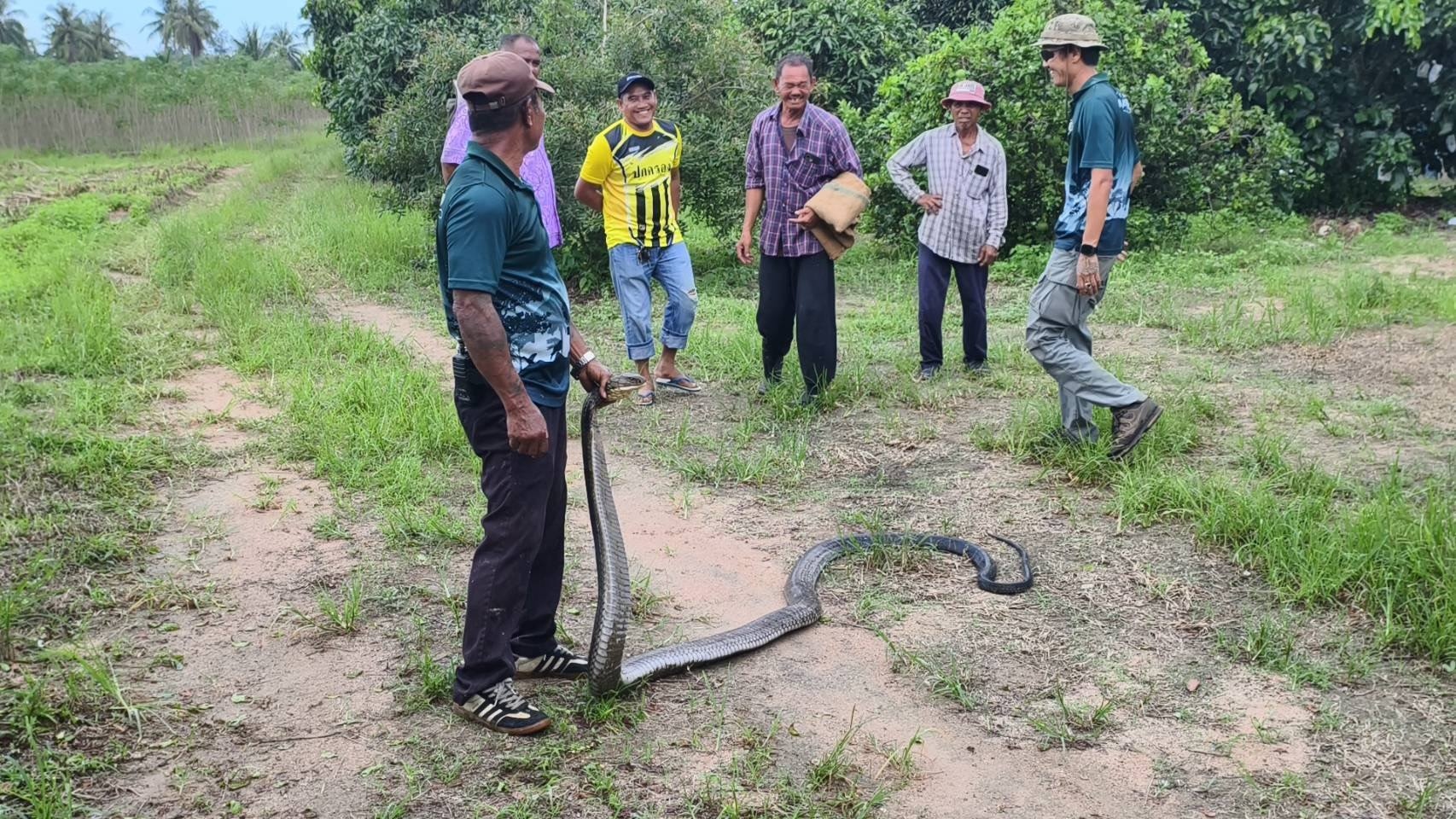 Bắt sống rắn hổ mang chúa dài 4,5 mét bơi trong ao nhà dân- Ảnh 2. Bắt sống rắn hổ mang chúa dài 4,5 mét bơi trong ao nhà dân- Ảnh 2.
