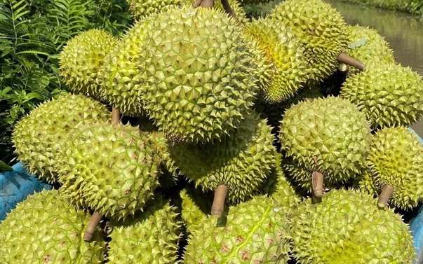 Thủ tướng yêu cầu thống nhất quy trình, “mở đường” cho sầu riêng Việt sang Trung Quốc
