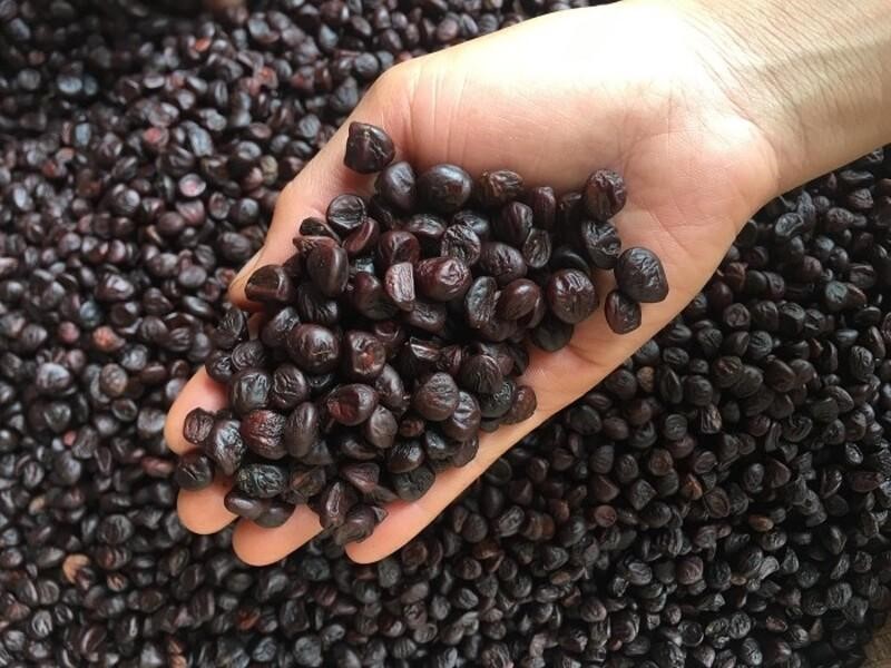 Hạt dổi Tây Bắc - gia vị tự nhiên cho món ăn thêm đậm đà- Ảnh 3. Hạt dổi Tây Bắc - gia vị tự nhiên cho món ăn thêm đậm đà- Ảnh 3.