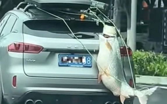 Xôn xao hình ảnh cá khổng lồ được treo sau ô tô diễu phố