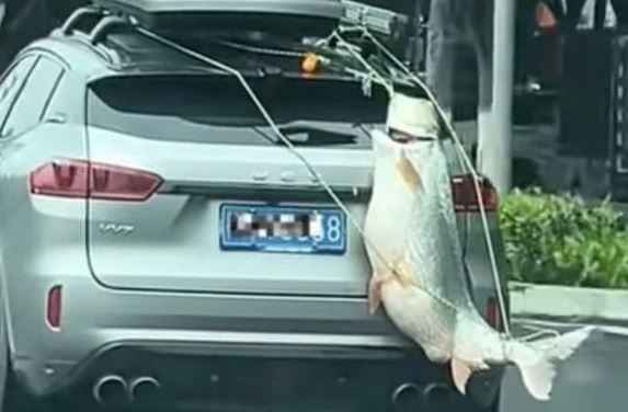 Xôn xao hình ảnh cá khổng lồ được treo sau ô tô diễu phố- Ảnh 1. Xôn xao hình ảnh cá khổng lồ được treo sau ô tô diễu phố- Ảnh 1.