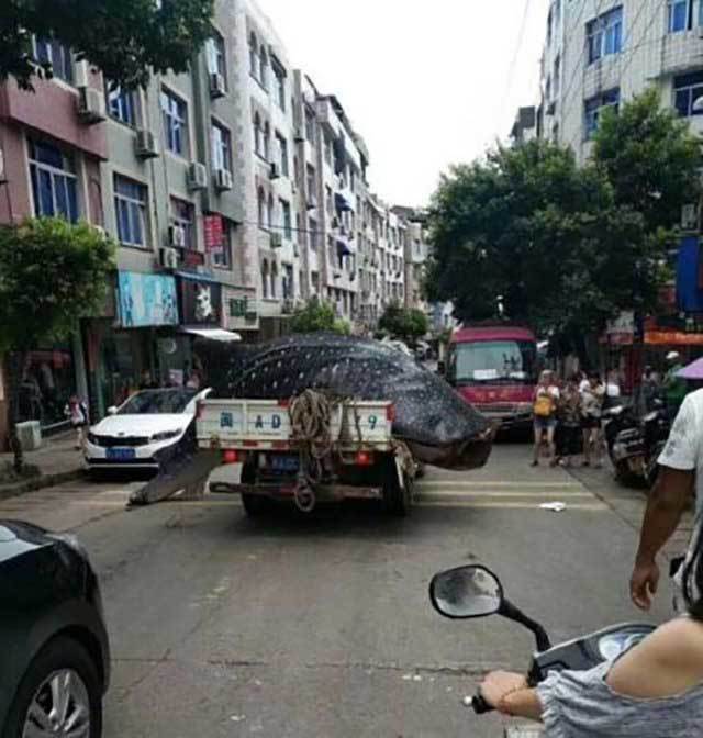 Xôn xao hình ảnh cá khổng lồ được treo sau ô tô diễu phố- Ảnh 2. Xôn xao hình ảnh cá khổng lồ được treo sau ô tô diễu phố- Ảnh 2.
