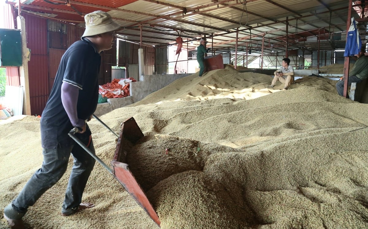 Cơ sở sấy lúa chạy hết công suất, hỗ trợ bà con vùng lũ Hà Tĩnh- Ảnh 1. Cơ sở sấy lúa chạy hết công suất, hỗ trợ bà con vùng lũ Hà Tĩnh- Ảnh 1.