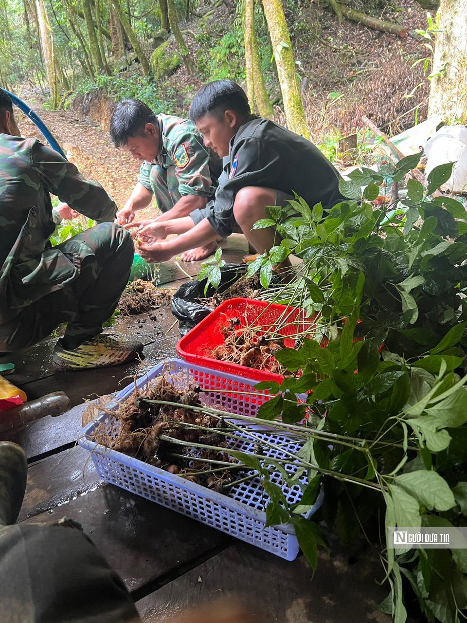Câu chuyện thành công của những triệu phú người Xơ Đăng- Ảnh 7. Câu chuyện thành công của những triệu phú người Xơ Đăng- Ảnh 7.