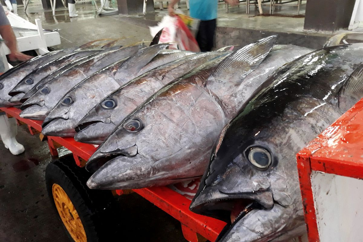 Xuất khẩu cá ngừ đóng hộp giảm một nửa trong tháng 4/2025- Ảnh 2. Xuất khẩu cá ngừ đóng hộp giảm một nửa trong tháng 4/2025- Ảnh 2.