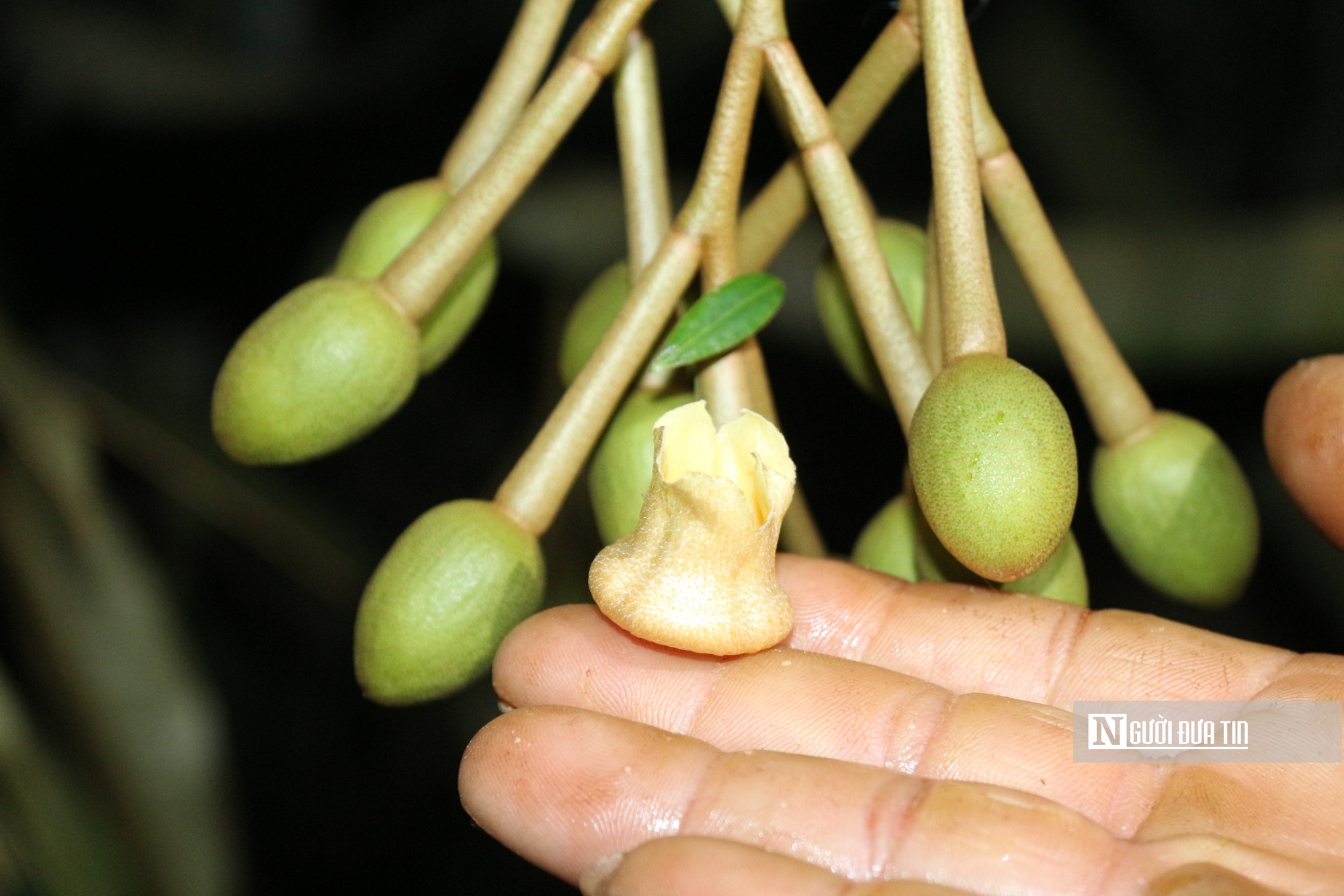Nông dân thủ phủ sầu riêng Đắk Lắk thấp thỏm vì thời tiết thất thường- Ảnh 2. Nông dân thủ phủ sầu riêng Đắk Lắk thấp thỏm vì thời tiết thất thường- Ảnh 2.