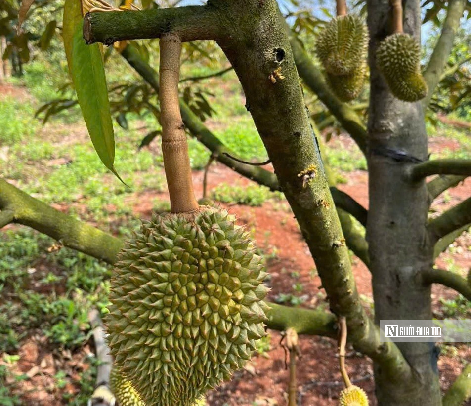 Nông dân thủ phủ sầu riêng Đắk Lắk thấp thỏm vì thời tiết thất thường- Ảnh 5. Nông dân thủ phủ sầu riêng Đắk Lắk thấp thỏm vì thời tiết thất thường- Ảnh 5.