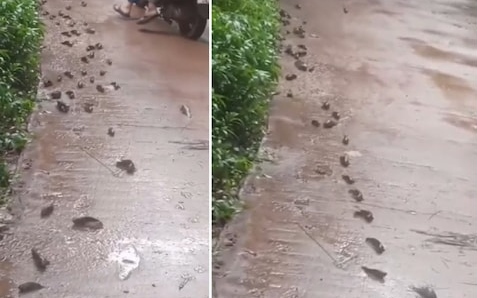 Clip: Đàn cá xếp hàng 