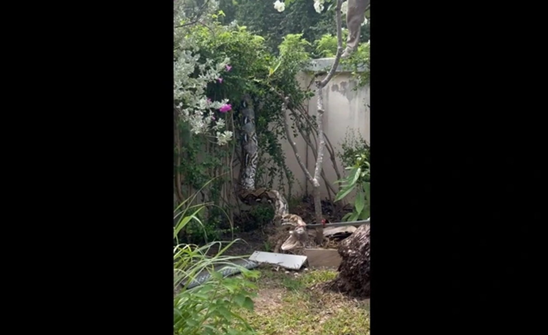 Nhìn lên mái nhà, chủ nhà sốc nặng khi thấy cảnh tượng đáng sợ- Ảnh 3. Nhìn lên mái nhà, chủ nhà sốc nặng khi thấy cảnh tượng đáng sợ- Ảnh 3.