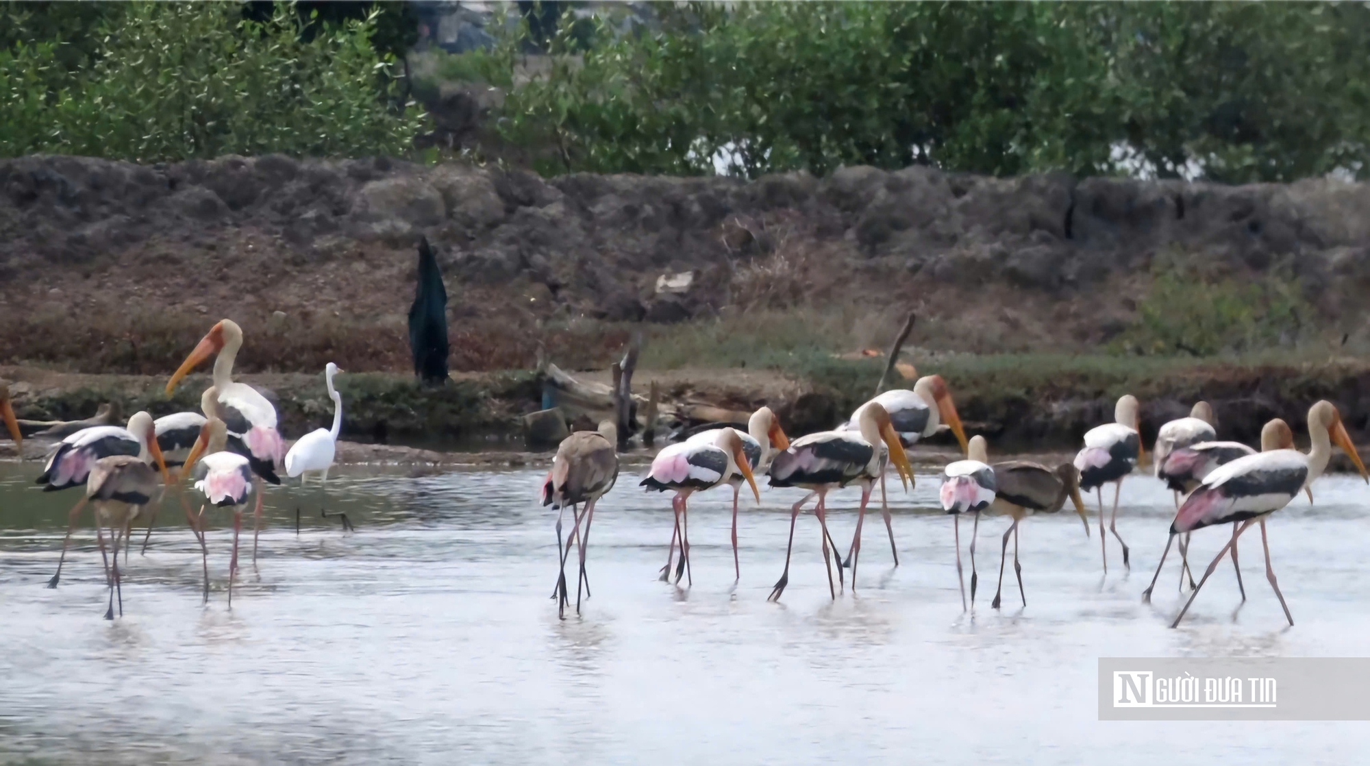 Chiêm ngưỡng đàn Giang Sen quý hiếm giữa thiên nhiên Bà Rịa - Vũng Tàu- Ảnh 5. Chiêm ngưỡng đàn Giang Sen quý hiếm giữa thiên nhiên Bà Rịa - Vũng Tàu- Ảnh 5.