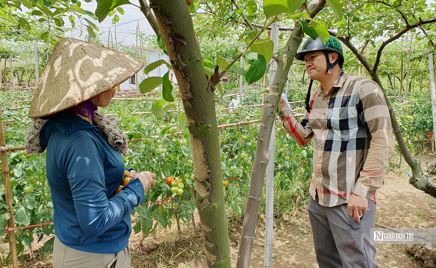 Hải Phòng: Bà con trồng cà chua điêu đứng vì giá rớt “chưa từng thấy”- Ảnh 2. Hải Phòng: Bà con trồng cà chua điêu đứng vì giá rớt “chưa từng thấy”- Ảnh 2.