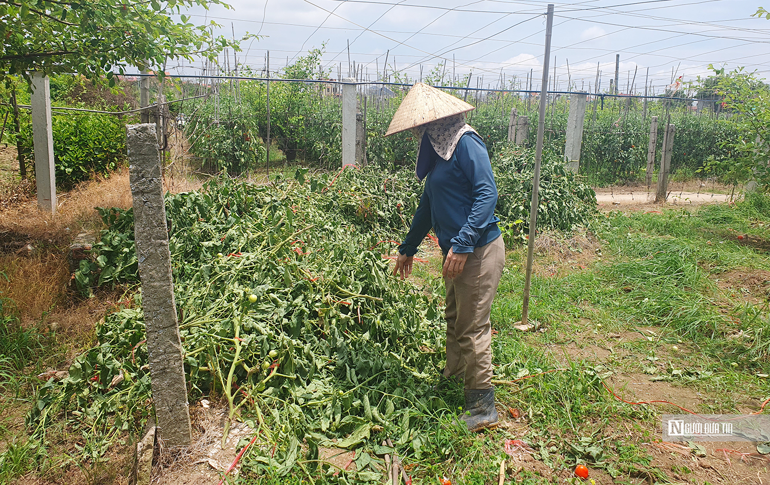Hải Phòng: Bà con trồng cà chua điêu đứng vì giá rớt “chưa từng thấy”- Ảnh 1. Hải Phòng: Bà con trồng cà chua điêu đứng vì giá rớt “chưa từng thấy”- Ảnh 1.