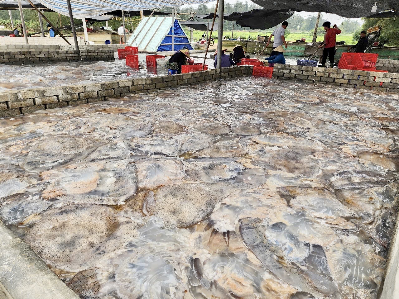 Ngư dân Hà Tĩnh vui sướng trúng đậm mùa sứa biển- Ảnh 6. Ngư dân Hà Tĩnh vui sướng trúng đậm mùa sứa biển- Ảnh 6.