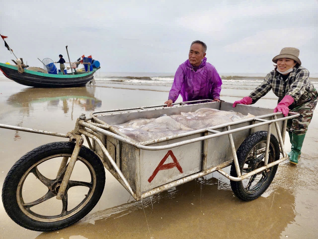 Ngư dân Hà Tĩnh vui sướng trúng đậm mùa sứa biển- Ảnh 5. Ngư dân Hà Tĩnh vui sướng trúng đậm mùa sứa biển- Ảnh 5.
