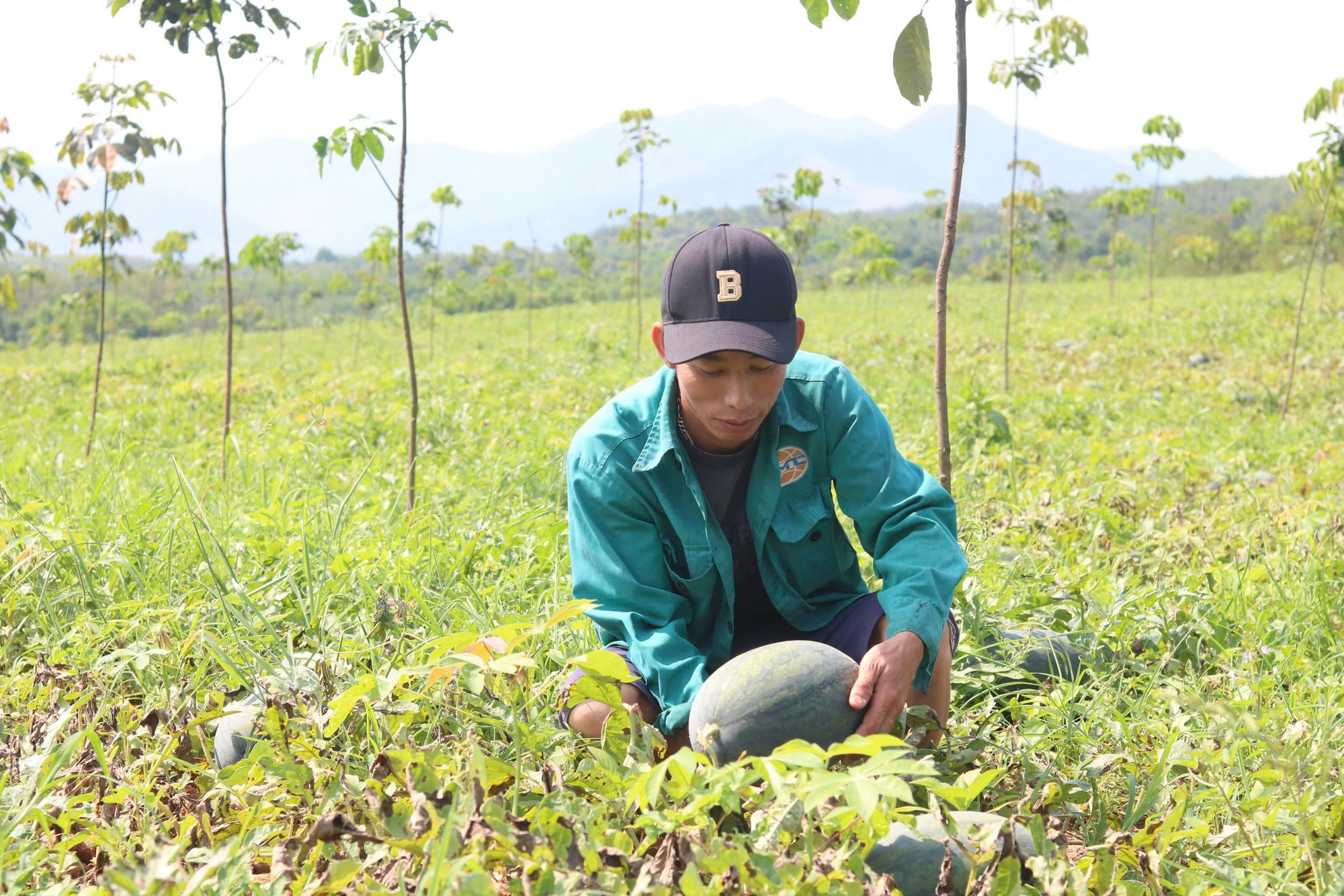 Người trồng dưa hấu Quảng Bình lao đao vì mất mùa mất giá- Ảnh 2. Người trồng dưa hấu Quảng Bình lao đao vì mất mùa mất giá- Ảnh 2.