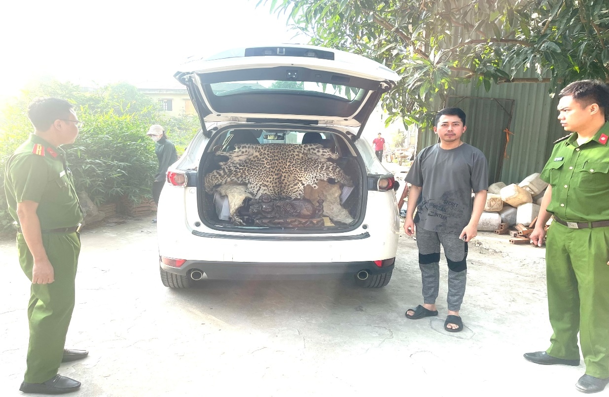 Khởi tố đối tượng mang da báo hoa mai đi bán với giá 310 triệu đồng- Ảnh 1. Khởi tố đối tượng mang da báo hoa mai đi bán với giá 310 triệu đồng- Ảnh 1.
