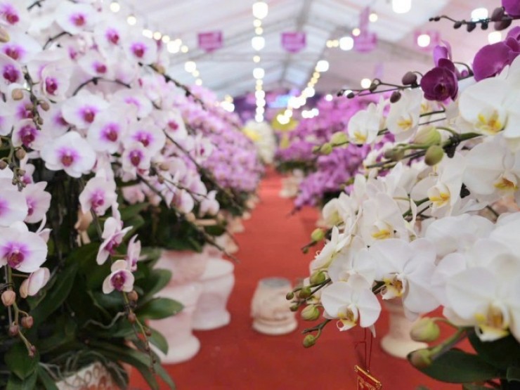 Ngắm lan hồ điệp tiền tỷ “đi máy bay” ra Hà Nội, chờ “đại gia” mang về chơi Tết