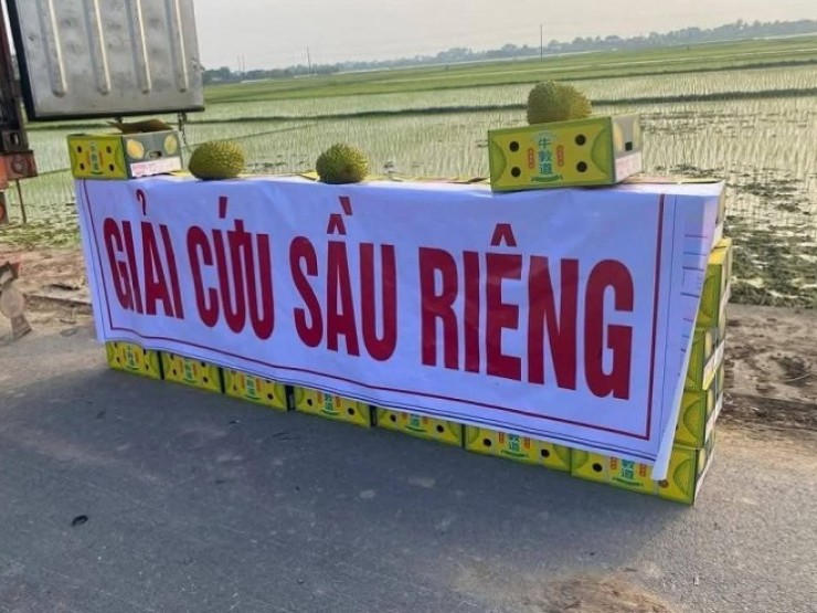 Sầu riêng “giải cứu” với giá chỉ 50.000 đồng/kg, có nên mua hay không?