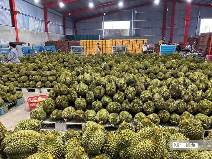 Đồng Nai: Giá sầu riêng Đồng Nai: Giá sầu riêng