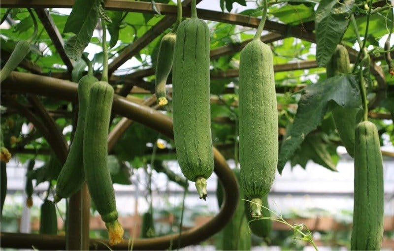 Loại quả được ví như nhân sâm trong vườn, mâm cơm nhà nào cũng có mà ít ai để ý- Ảnh 3. Loại quả được ví như nhân sâm trong vườn, mâm cơm nhà nào cũng có mà ít ai để ý- Ảnh 3.