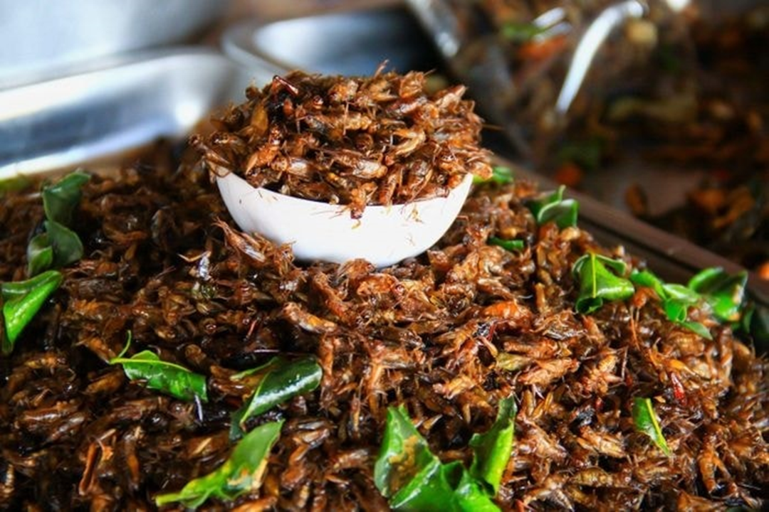 Gần 1 triệu đồng/kg đặc sản "oan gia nhà nông", ở quê có đầy mà ít ai hay- Ảnh 4. Gần 1 triệu đồng/kg đặc sản "oan gia nhà nông", ở quê có đầy mà ít ai hay- Ảnh 4.
