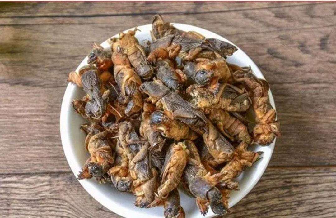 Gần 1 triệu đồng/kg đặc sản "oan gia nhà nông", ở quê có đầy mà ít ai hay- Ảnh 2. Gần 1 triệu đồng/kg đặc sản "oan gia nhà nông", ở quê có đầy mà ít ai hay- Ảnh 2.