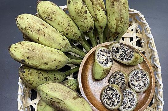 Thứ quả xưa rụng thối gốc không ai nhặt nay thành đặc sản dân phố săn lùng, 150.000 đồng/kg- Ảnh 2. Thứ quả xưa rụng thối gốc không ai nhặt nay thành đặc sản dân phố săn lùng, 150.000 đồng/kg- Ảnh 2.