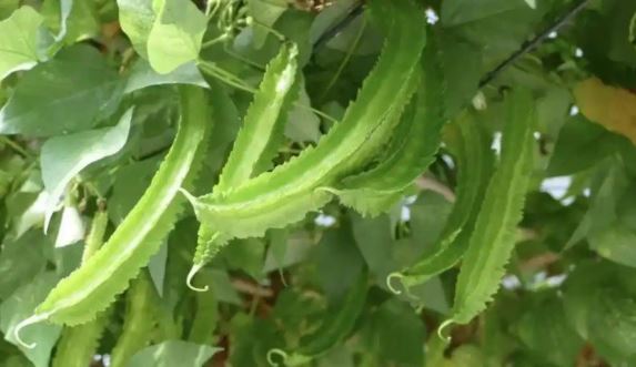 Thứ từng là thức ăn cho lợn bỗng hóa "vàng xanh", giá 1 triệu/kg vẫn "cháy hàng"- Ảnh 3. Thứ từng là thức ăn cho lợn bỗng hóa "vàng xanh", giá 1 triệu/kg vẫn "cháy hàng"- Ảnh 3.