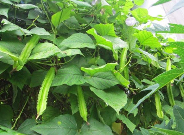 Thứ từng là thức ăn cho lợn bỗng hóa "vàng xanh", giá 1 triệu/kg vẫn "cháy hàng"- Ảnh 1. Thứ từng là thức ăn cho lợn bỗng hóa "vàng xanh", giá 1 triệu/kg vẫn "cháy hàng"- Ảnh 1.