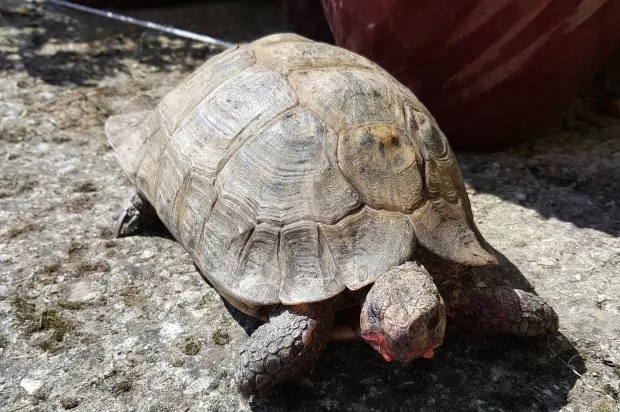 Con rùa cưng được cho là con đực trong 95 năm hóa ra lại là con gái. Con rùa cưng được cho là con đực trong 95 năm hóa ra lại là con gái.