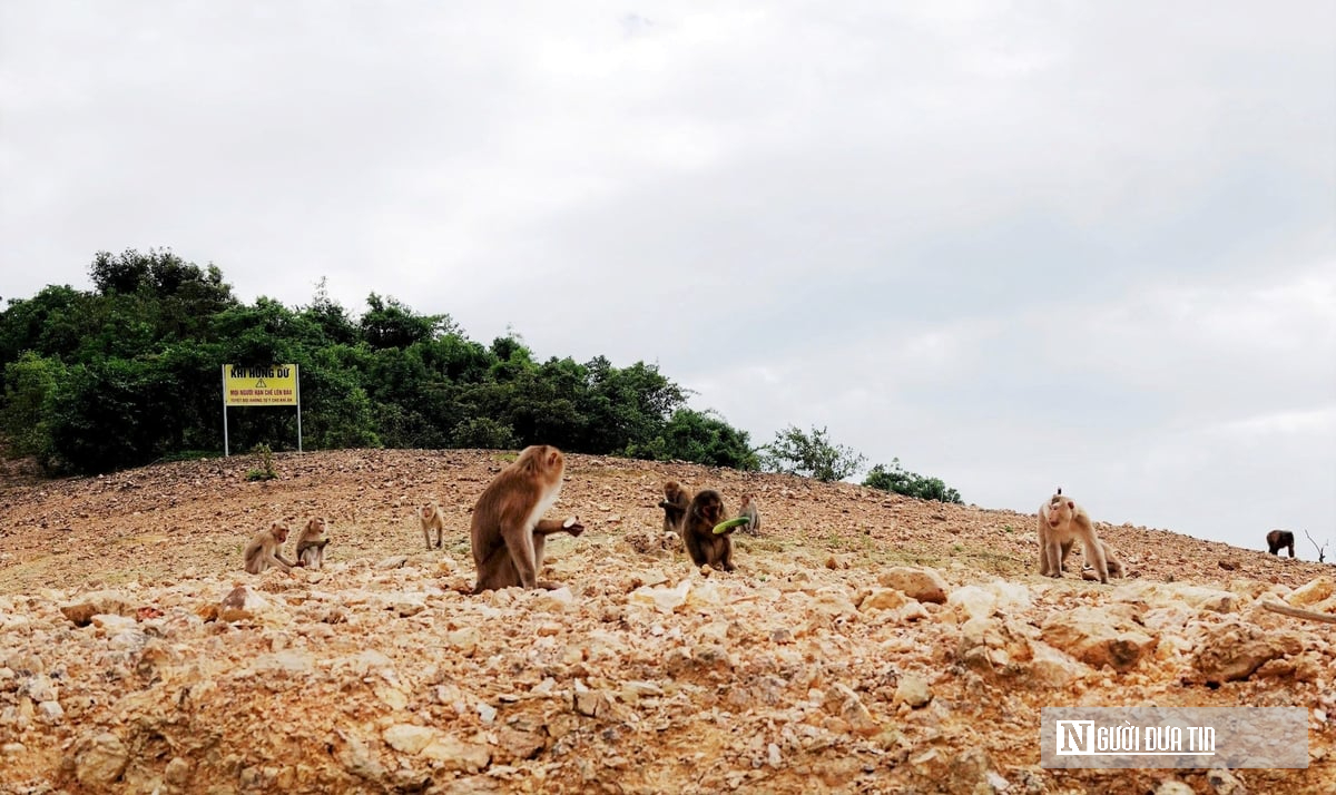Khám phá đảo khỉ giữa lòng hồ Ngàn Trươi- Ảnh 2. Khám phá đảo khỉ giữa lòng hồ Ngàn Trươi- Ảnh 2.