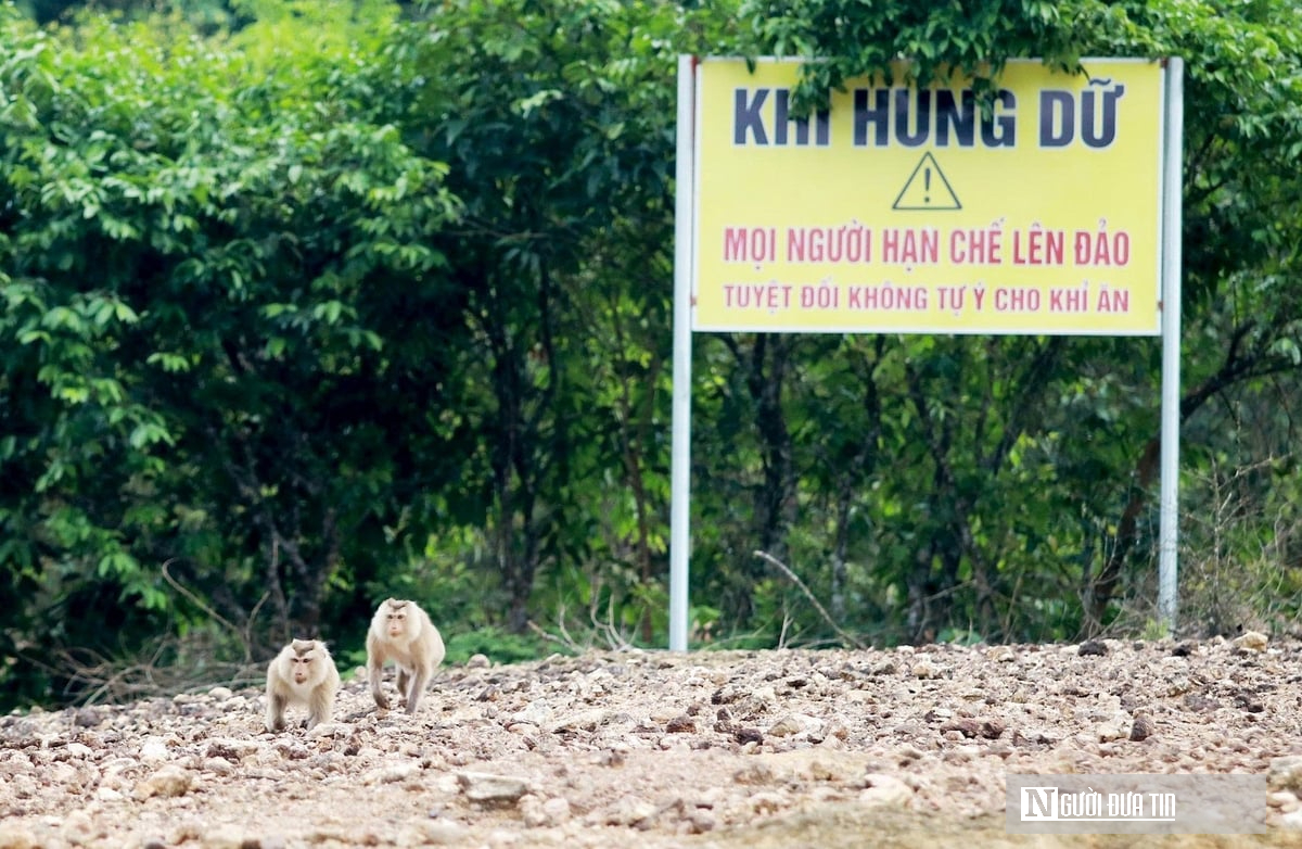 Khám phá đảo khỉ giữa lòng hồ Ngàn Trươi- Ảnh 5. Khám phá đảo khỉ giữa lòng hồ Ngàn Trươi- Ảnh 5.
