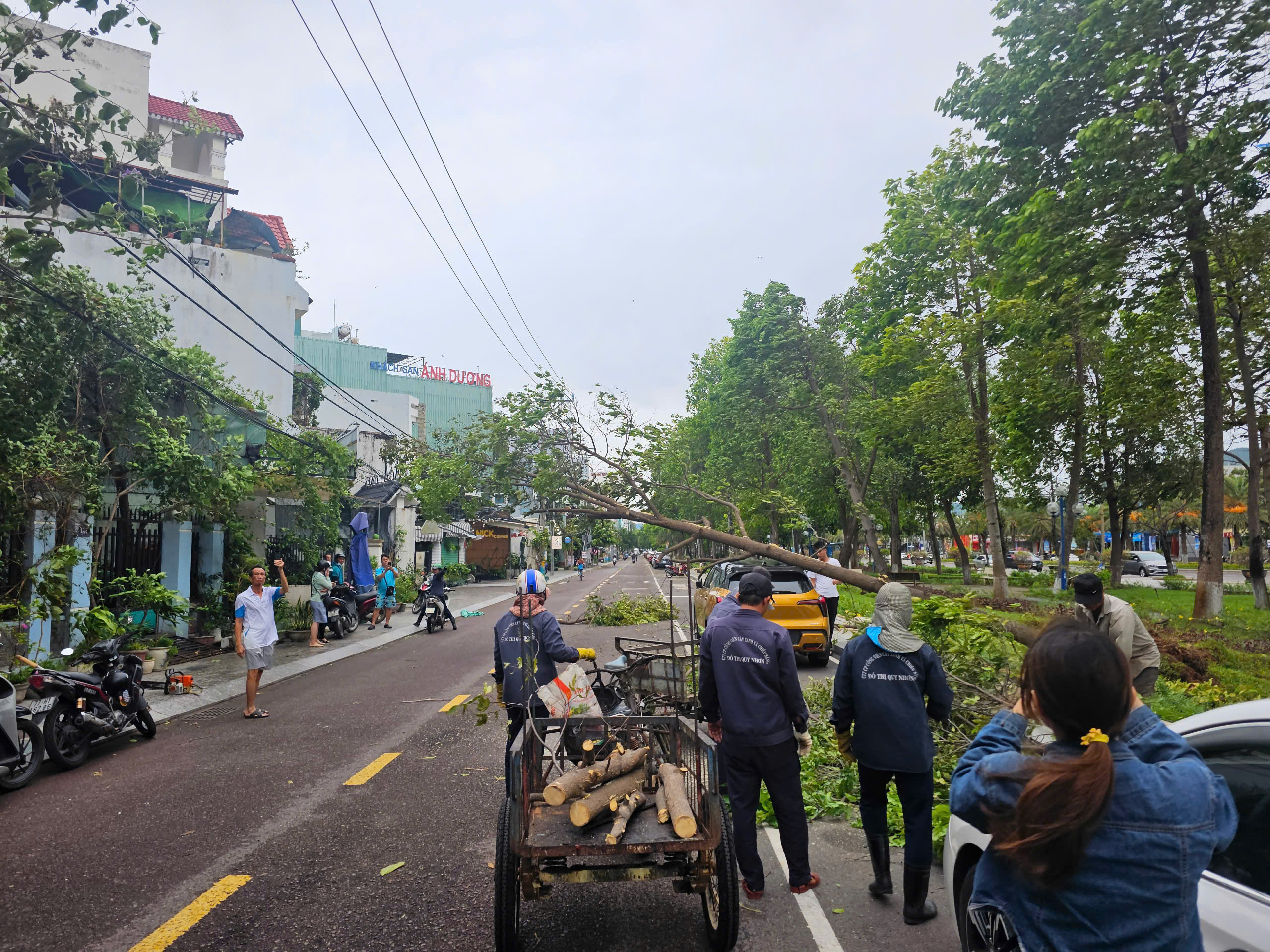 Bình Định: Ảnh hưởng của bão số 1, nhiều cây xanh ngã đổ, một phụ nữ bị thương- Ảnh 1. Bình Định: Ảnh hưởng của bão số 1, nhiều cây xanh ngã đổ, một phụ nữ bị thương- Ảnh 1.