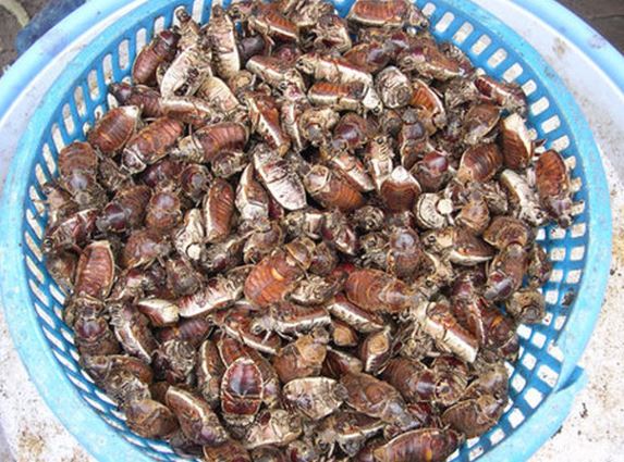 Thứ xưa là "kẻ thù nhà nông" nay thành đặc sản đắt đỏ dân nhậu thích mê, 300.000 đồng/kg- Ảnh 2. Thứ xưa là "kẻ thù nhà nông" nay thành đặc sản đắt đỏ dân nhậu thích mê, 300.000 đồng/kg- Ảnh 2.