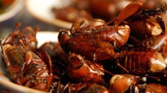 Thứ xưa là "kẻ thù nhà nông" nay thành đặc sản đắt đỏ dân nhậu thích mê, 300.000 đồng/kg- Ảnh 1. Thứ xưa là "kẻ thù nhà nông" nay thành đặc sản đắt đỏ dân nhậu thích mê, 300.000 đồng/kg- Ảnh 1.