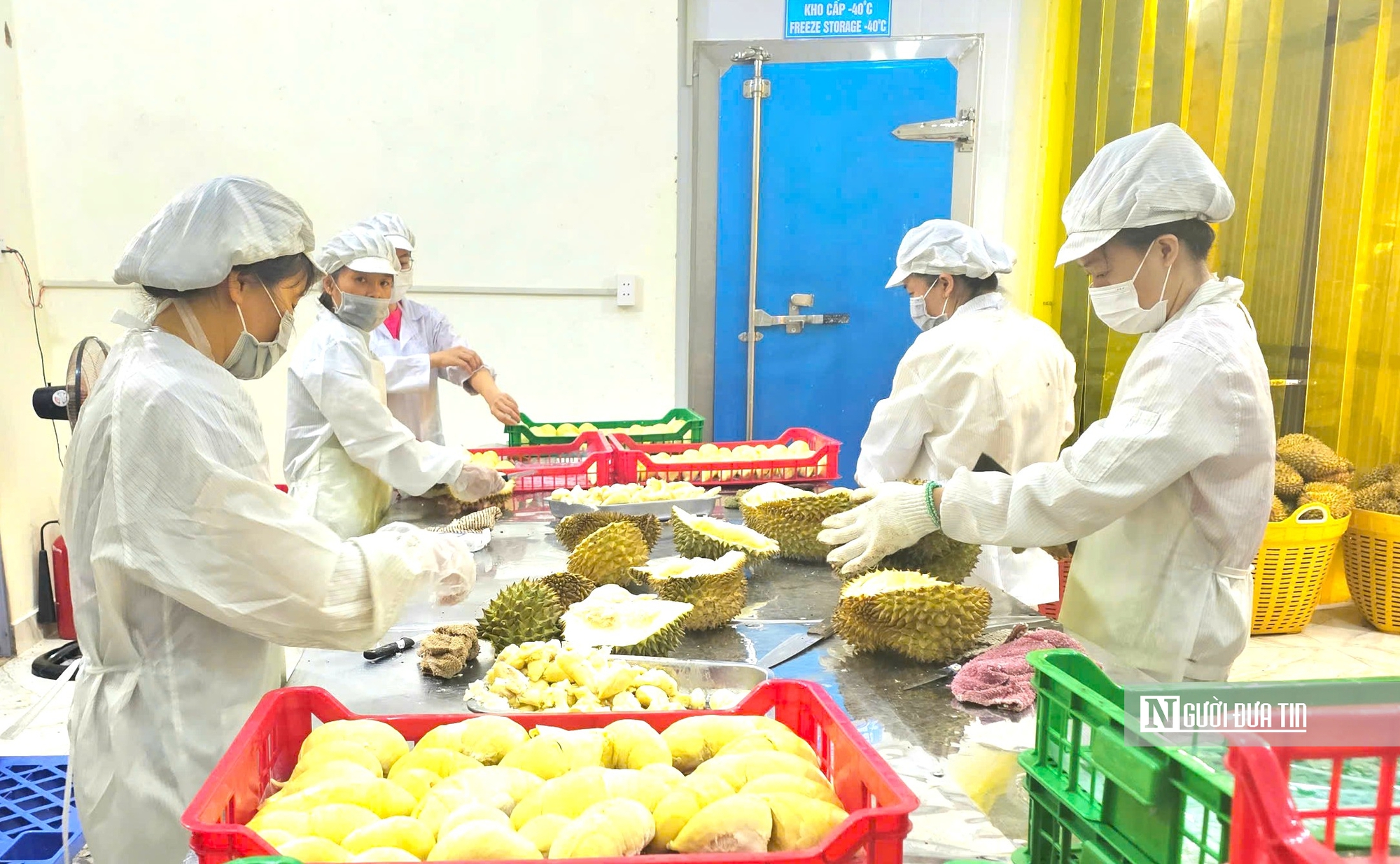 Sầu riêng Việt muốn vươn xa phải sạch từ “gốc đến ngọn”- Ảnh 2. Sầu riêng Việt muốn vươn xa phải sạch từ “gốc đến ngọn”- Ảnh 2.