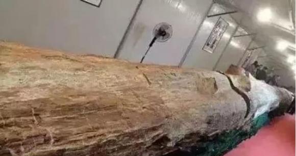 Đang làm ruộng, lão nông bất ngờ phát hiện khúc gỗ trị giá 600 tỷ đồng- Ảnh 2. Đang làm ruộng, lão nông bất ngờ phát hiện khúc gỗ trị giá 600 tỷ đồng- Ảnh 2.