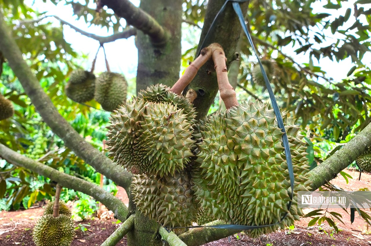 Chuyên gia hiến kế chặn cadimi, bảo vệ trái sầu riêng Việt trước cửa khẩu- Ảnh 1. Chuyên gia hiến kế chặn cadimi, bảo vệ trái sầu riêng Việt trước cửa khẩu- Ảnh 1.