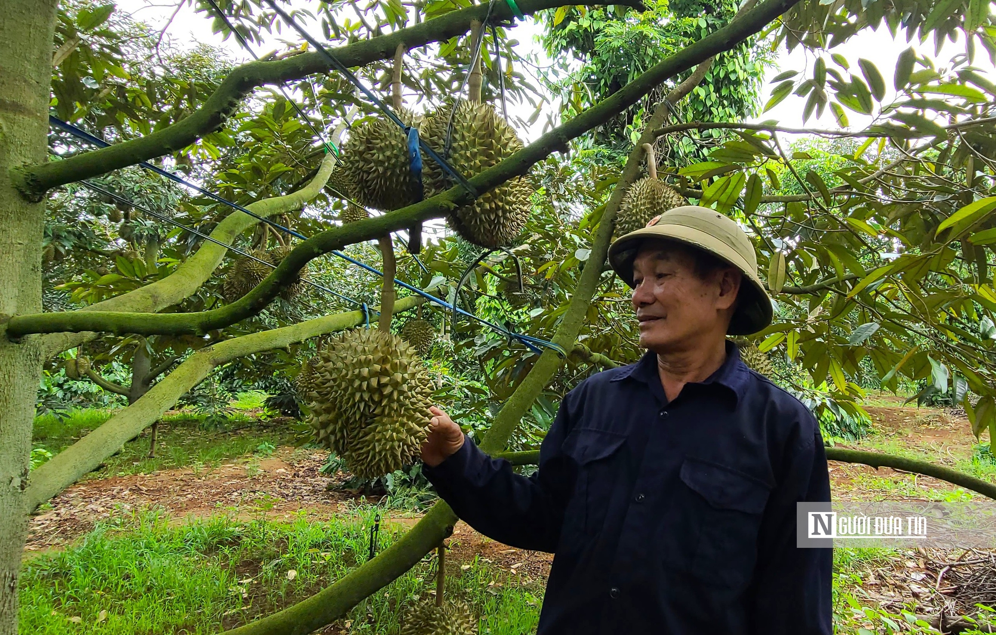 Chuyên gia hiến kế chặn cadimi, bảo vệ trái sầu riêng Việt trước cửa khẩu- Ảnh 4. Chuyên gia hiến kế chặn cadimi, bảo vệ trái sầu riêng Việt trước cửa khẩu- Ảnh 4.