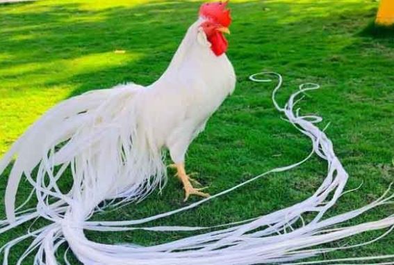 Giống gà đắt đỏ bậc nhất hành tinh, giá đến cả trăm triệu đồng/con- Ảnh 4. Giống gà đắt đỏ bậc nhất hành tinh, giá đến cả trăm triệu đồng/con- Ảnh 4.