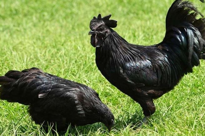 Giống gà đắt đỏ bậc nhất hành tinh, giá đến cả trăm triệu đồng/con- Ảnh 1. Giống gà đắt đỏ bậc nhất hành tinh, giá đến cả trăm triệu đồng/con- Ảnh 1.